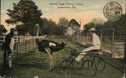 Ostrich Farm Postcard