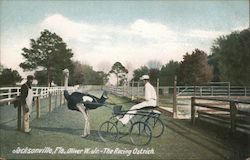 Oliver W. Jr. - The Racing Ostrich Postcard