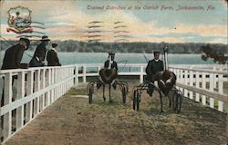 Trained Ostriches at the Ostrich Farm Jacksonville, FL Postcard Postcard Postcard