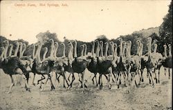 Ostrich Farm Postcard