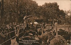 Feeding Oranges Cawston Ostrich Farm Postcard