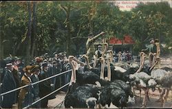 Feedin the Ostriches, Cawston Ostrich Farm Postcard