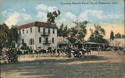 Cawston Ostrich Farm Postcard