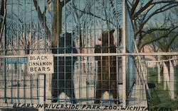 Black and Cinnamon Bears in Riverside Park Zoo Wichita, KS Postcard Postcard Postcard