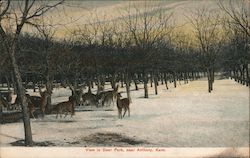 View in Deer Park Postcard