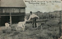 Deer Park Owned by Wm. H. Peters Vallonia, IN Postcard Postcard Postcard