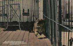 Lion at Wonderland park Zoo San Diego, CA Postcard Postcard Postcard