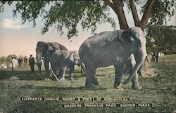 The Elephants at Zoological Gardens in Franklin Park Postcard