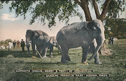 The Elephants at Zoological Gardens in Franklin Park Boston, MA Postcard Postcard Postcard