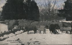 Sheep in Winter Franklin Park Boston, MA Postcard Postcard Postcard