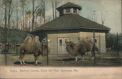 Bactrian Camels at Druid Park Postcard