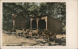 The Deer Paddock Mohonk Lake, NY Postcard Postcard Postcard