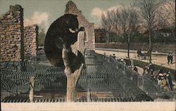 Bear in a zoo Bears Postcard Postcard Postcard