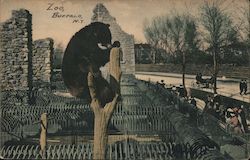 Zoo, Bears Postcard