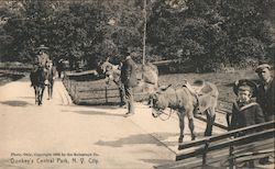 Donkeys Central Park Postcard