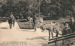 Donkeys Central Park New York City, NY Postcard Postcard Postcard