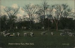 Sheep in Central Park Postcard