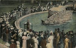 Seal Pond at the Zoo Postcard
