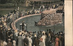 Feeding the Seals, Zoo Postcard
