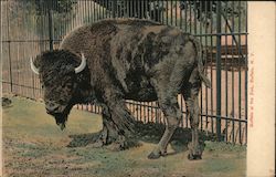 Buffalo at the Zoo Postcard