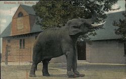 Elephant Zoo Postcard