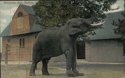 Elephant Zoo Buffalo, NY Postcard Postcard Postcard