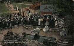 White Polar Bears in Washington Park Postcard