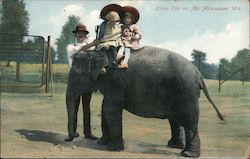 Elephant Ride Postcard