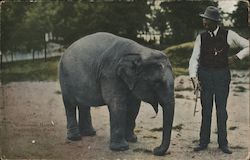 "Countess Heine" Washington Park Postcard