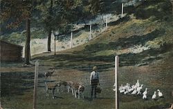 Feeding the Deer at Newell Park West Virginia Postcard Postcard Postcard