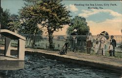 Feeding the Sea Lions, City Park Postcard