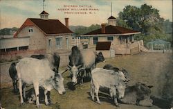 Sacred Cattle at Roger Williams Park Postcard
