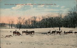 Winter Scene at Seatons Lake and Private Deer Park Postcard