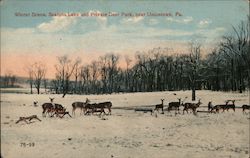 Winter Scene at Seatons Lake and Private Deer Park Uniontown, PA Postcard Postcard Postcard