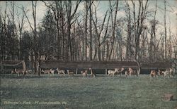 Billmeyer's Park Washingtonville, PA Postcard Postcard Postcard