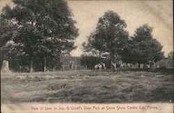 View of Deer in Jno. G. Uzzel's Deer Park Snow Shoe, PA Postcard Postcard Postcard