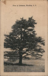 Tree of Lebanon Postcard