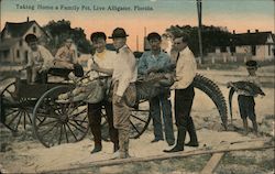 Taking home a family pet, live alligator Postcard