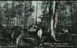 Deer in Woods Postcard