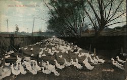 Duck Farm Postcard