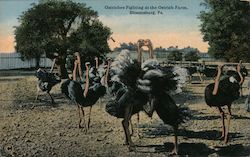 Ostriches Fighting at the Ostrich Farm Bloomsburg, PA Postcard Postcard Postcard