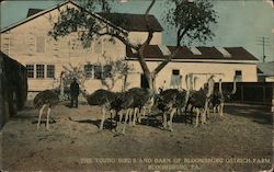 The Young Birds and Barn of Bloomsburg Ostrich Farm Postcard