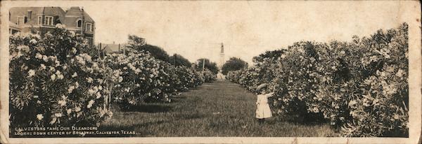 Oleanders Looking down Center of Broadway Galveston Texas