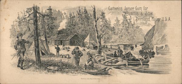 Gathering Spruce Gum for Curtis & Son Portland Maine