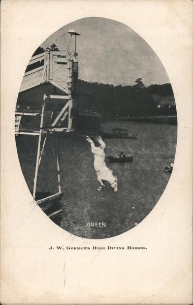 J.W. Gorman's High Diving Horses: Queen