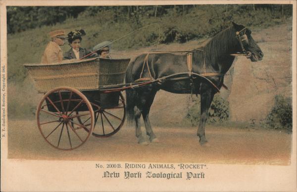 Riding Animals, Rocket, New York Zoological Park