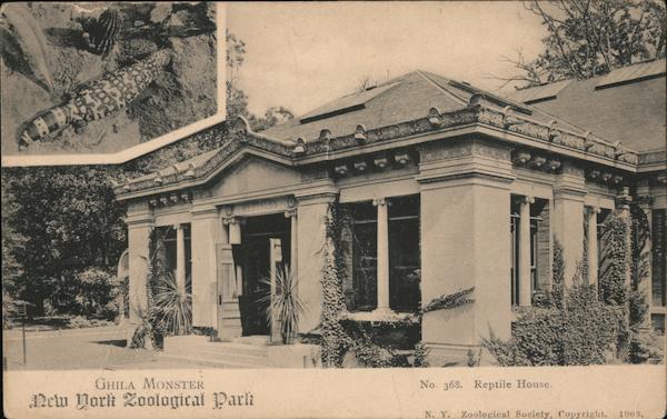 Gila Monster, Reptile House - New York Zoological Park