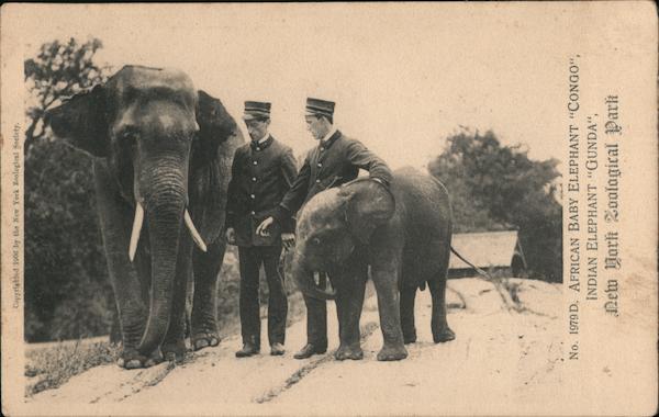 African Baby Elephant Congo, Indian Elephant Gunda New York Zoological Park New York City