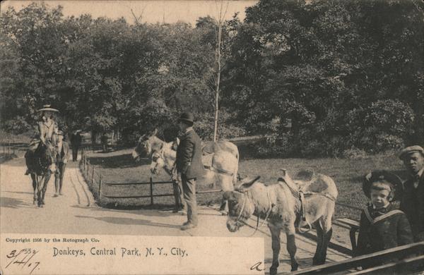 Donkeys, Central Park New York