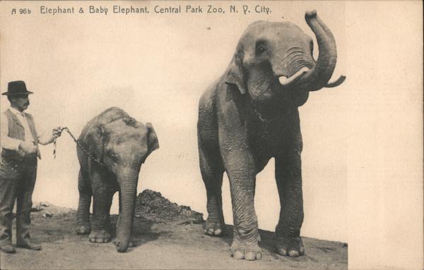 Elephant & Baby Elephant, Central Park Zoo New York City